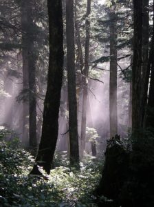 světlo v lese malé