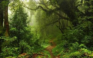 forest-trees-footpath-mala